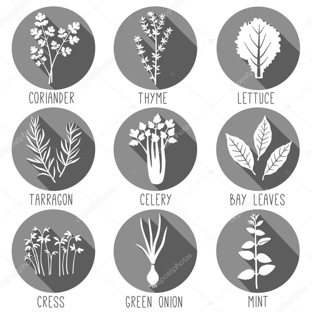 Fresh herbs and spices icon set. Vector illustration