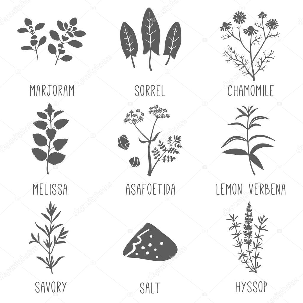 Fresh herbs and spices icon set. Marjoram, Sorrel, Chamomile, Melissa, Asafoetida, Lemon verbena, Savory, Salt, Hyssop. Vector illustration