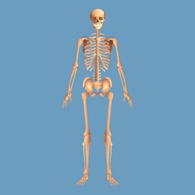 Mavi bir arka plan üzerinde izole iskelet anatomi insan