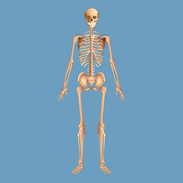 Anatomia esqueleto humano isolado em um fundo azul — Fotografia de Stock