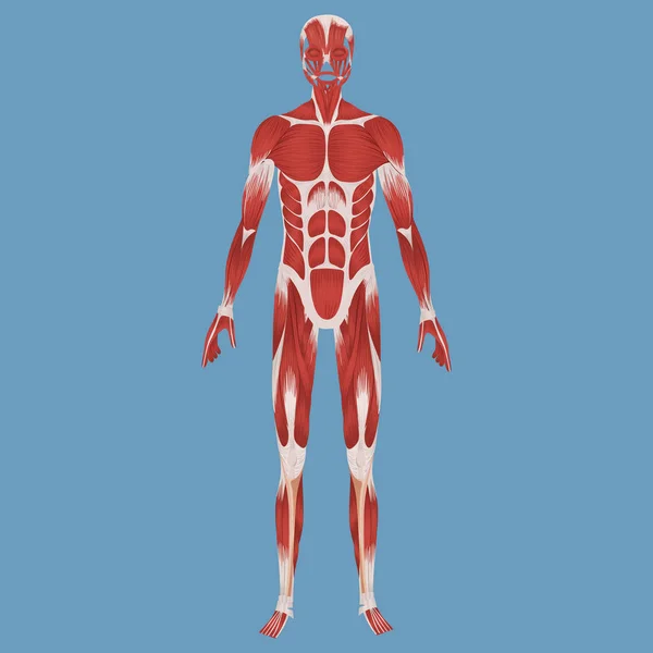 Ilustración del sistema muscular humano — Foto de Stock