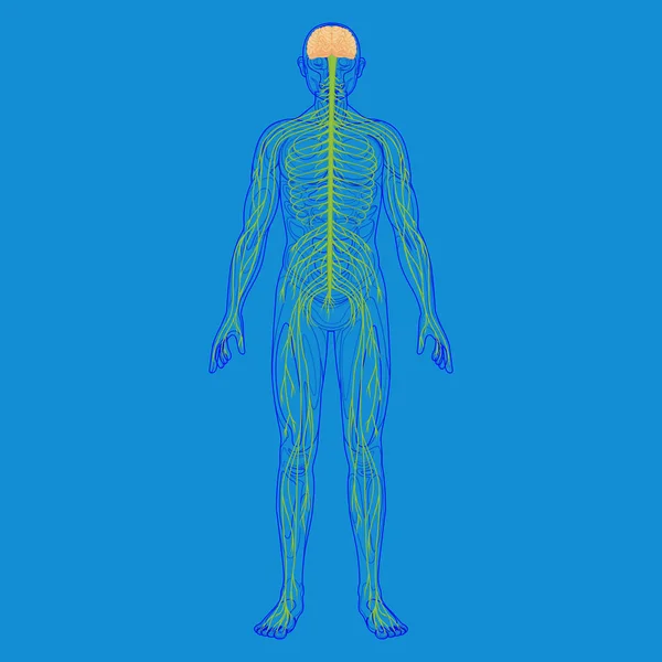 Sylwetka ciała ludzkiego i układu nerwowego — Zdjęcie stockowe