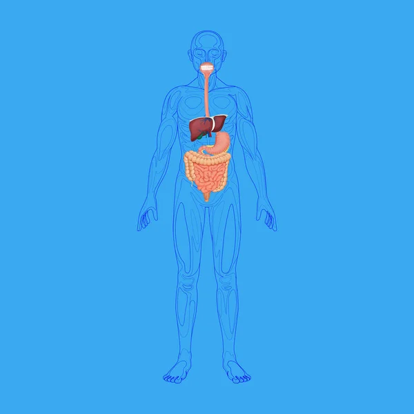 Ubicación del tracto gastrointestinal en el cuerpo, el sistema digestivo humano — Foto de Stock