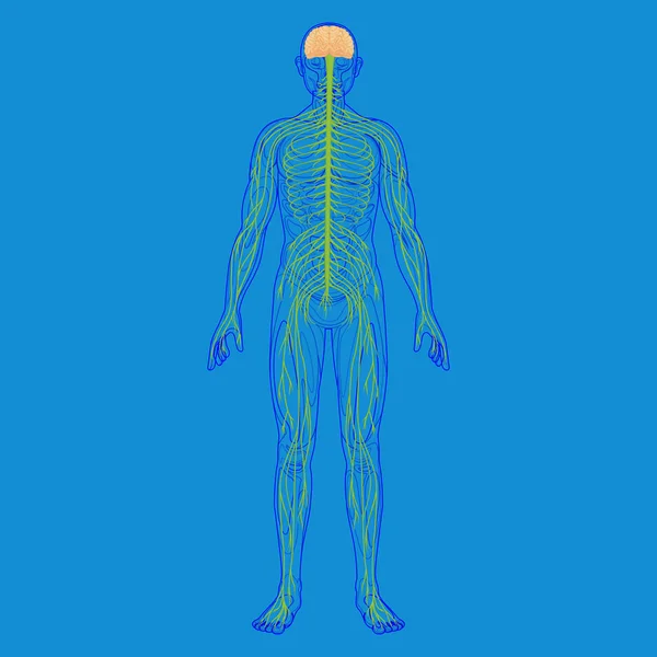 인체 실루엣과 신 경계 — 스톡 사진