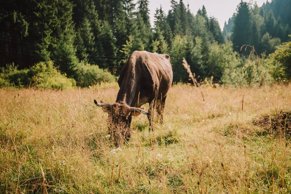 牧草地で牛が放牧され — ストック写真