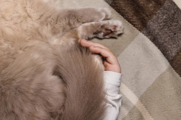 Jongen en kat. Schotse vouwkat in de armen van een jongen. Het concept van een huisdier in familiale opvoeding en een liefdevol huis. Horizontaal. — Stockfoto