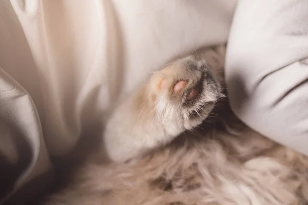 Junge und Katze. Schottische Faltkatze in den Armen eines Jungen. Das Konzept eines Haustieres in der Familienerziehung und ein liebevolles Zuhause. Horizontal. — Stockfoto