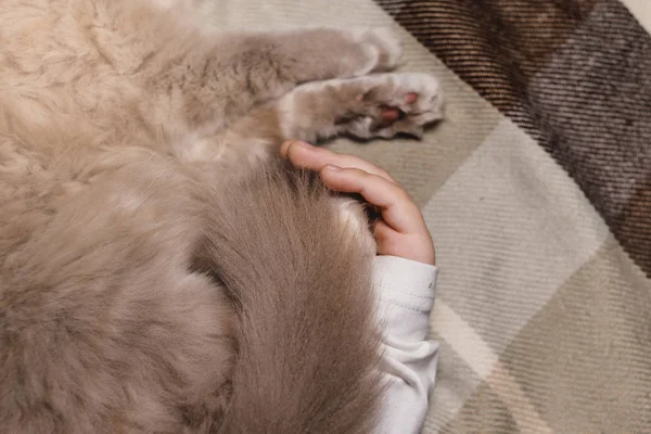 Oğlan ve kedi. İskoç kedisi bir çocuğun kollarında. Aile eğitiminde evcil hayvan konsepti ve sevgi dolu bir ev. Yatay. — Stok fotoğraf