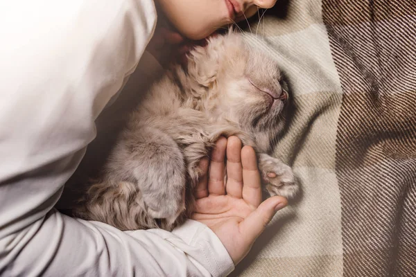 Oğlan ve kedi. İskoç kedisi bir çocuğun kollarında. Aile eğitiminde evcil hayvan konsepti ve sevgi dolu bir ev. Yatay. — Stok fotoğraf