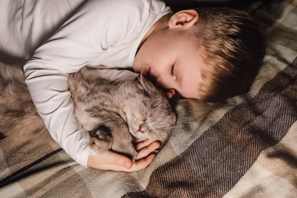 Oğlan ve kedi. İskoç kedisi bir çocuğun kollarında. Aile eğitiminde evcil hayvan konsepti ve sevgi dolu bir ev. Yatay. — Stok fotoğraf