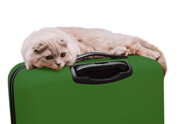 İskoç kedisi beyaz arka planda yeşil bir bavula uzanır.