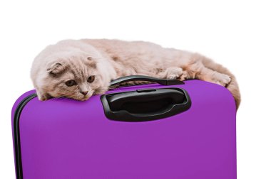 İskoç kedisi beyaz arka planda mor bir bavula uzanır.