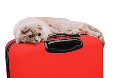 İskoç kedisi beyaz arka planda kırmızı bir bavula uzanır.