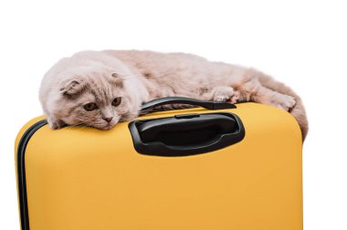 İskoç kedisi beyaz arka planda sarı bir bavula uzanır.