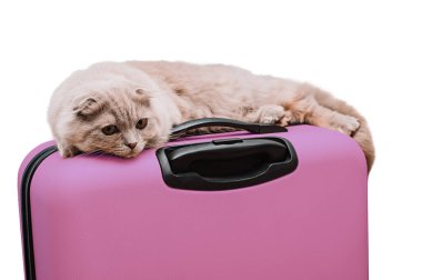 İskoç kedisi beyaz arka planda sarı bir bavula uzanır.