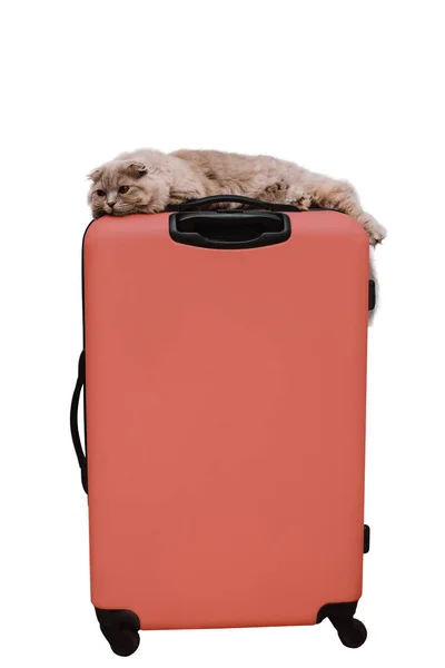 Красивая Пушистая Кошка Лежит Большом Красном Чемодане Путешествия Белом Фоне — стоковое фото
