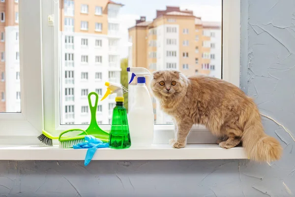Pencere temizleme için araçların yanında yürüyen kedi.