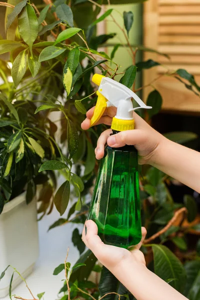 Anak kecil penyemprotan bunga rumah dari semprotan botol di rumah di pagi hari cerah. Sedikit pembantu rumah, tugas untuk anak-anak — Stok Foto