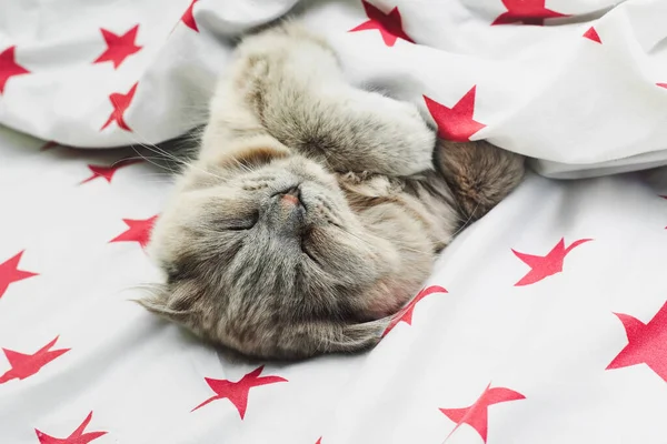 Schlafende Katze Unter Den Decken Auf Schönem Bettzeug Mit Sternen — Stockfoto