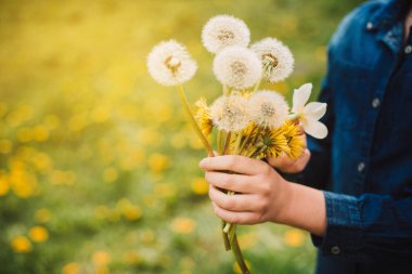 Kot gömlekli kız gün batımında karahindiba tutuyor. Dışarı çıkın. Çiçek arka planı. Boşluğu kopyala
