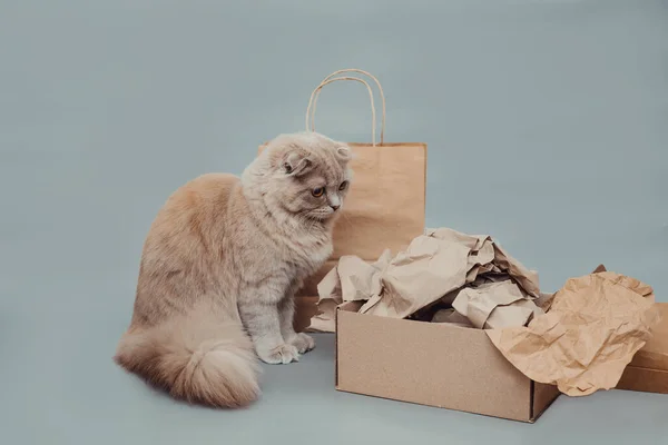 Curious Fluffy Cat Stiiting Cardboard Boxes Isolated Grey Background Eco — Stock Photo, Image