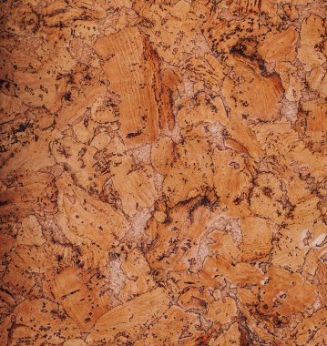 Mantar deseni. Boşluğu kopyala