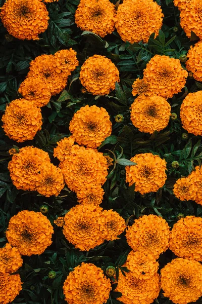 Natte Oranje Tagetes Tuin Regen Tagetes Tuinbloemen Tagetes Magische Bloemen — Stockfoto