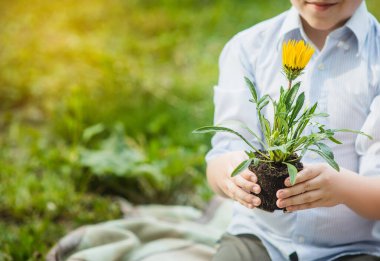 Tatlı çocuk bahçıvan ve bahar bahçesinde çiçek dikmek. Mutlu bir çocukluk. Çiçekleri elinde tutan çocuk