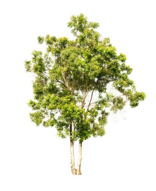 Beyaz arkaplanda izole edilmiş tropikal ağaç
