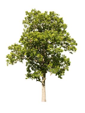 Beyaz arkaplanda izole edilmiş tropikal ağaç