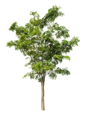 Beyaz arkaplanda izole edilmiş tropikal ağaç