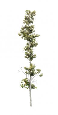 Beyaz arkaplanda izole edilmiş ağaç