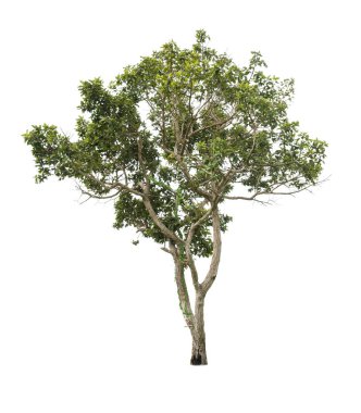 Beyaz arkaplanda izole edilmiş ağaç