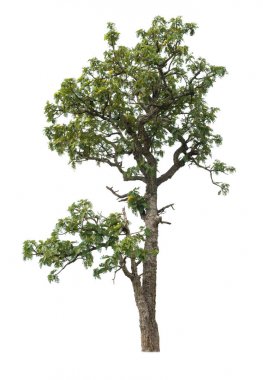 Beyaz arkaplanda izole edilmiş ağaç