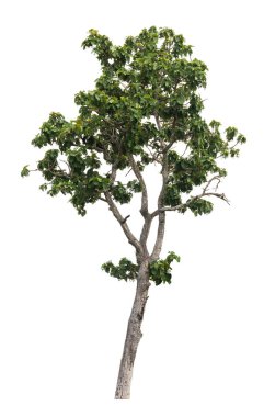 Beyaz arkaplanda izole edilmiş ağaç