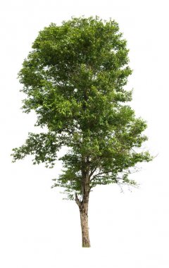 Beyaz arkaplanda izole edilmiş ağaç