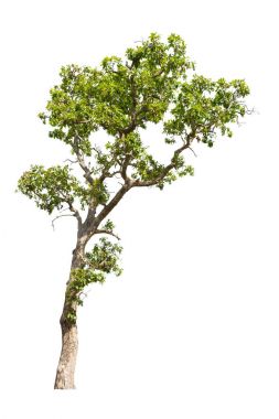 Beyaz arkaplanda izole edilmiş ağaç