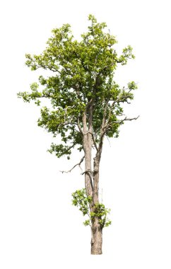 Beyaz arkaplanda izole edilmiş ağaç