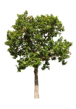 Beyaz arkaplanda izole edilmiş ağaç