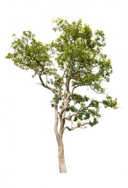Beyaz arkaplanda izole edilmiş ağaç