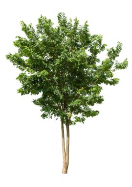 Beyaz arkaplanda izole edilmiş ağaç