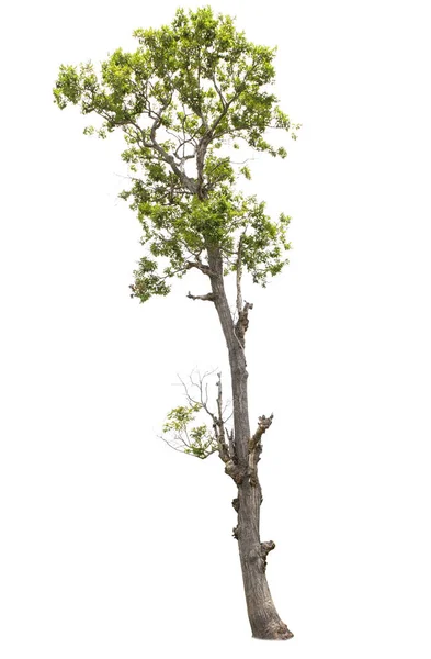 Tropiskt träd isolerad på vit bakgrund — Stockfoto