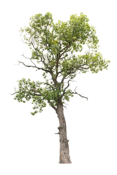Тропічне дерево ізольоване на білому тлі — стокове фото