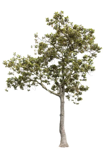 Τροπικό δέντρο απομονωμένο σε λευκό φόντο — Φωτογραφία Αρχείου