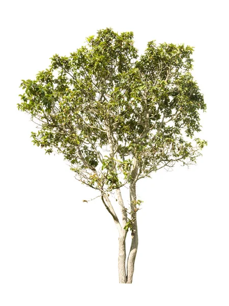 Árbol tropical aislado sobre fondo blanco — Foto de Stock