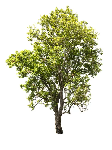 Tropický strom izolované na bílém pozadí — Stock fotografie