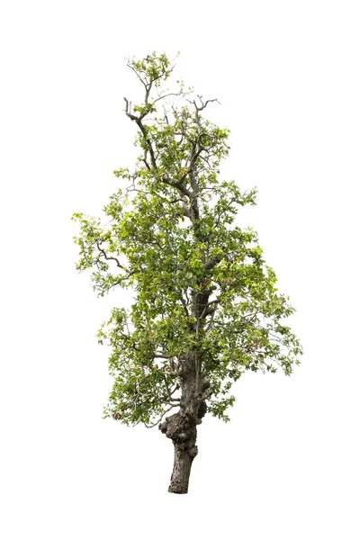 Τροπικό δέντρο απομονωμένο σε λευκό φόντο — Φωτογραφία Αρχείου