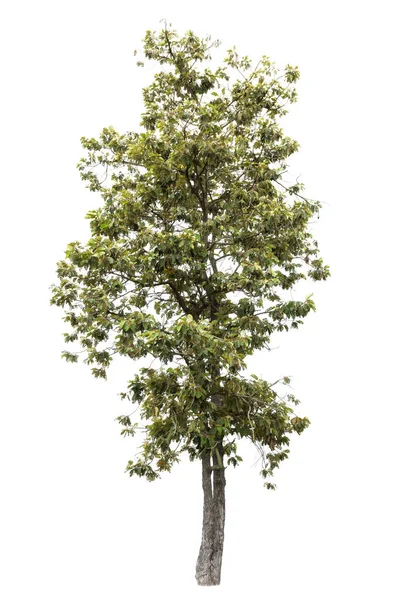 Tropikalne drzewo odizolowane na białym tle — Zdjęcie stockowe