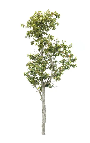 Albero isolato su sfondo bianco — Foto Stock