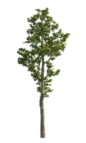 Pohon terisolasi pada latar belakang putih — Stok Foto